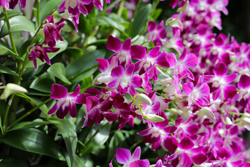 Obraz premium Beautiful purple orchid flowers. Flower background.