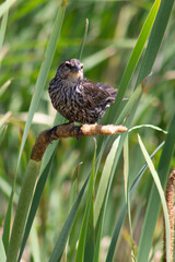 Female Red Wing Blackbird