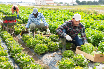 Man professional horticulturist picking harvest of lettuce on the farmer field