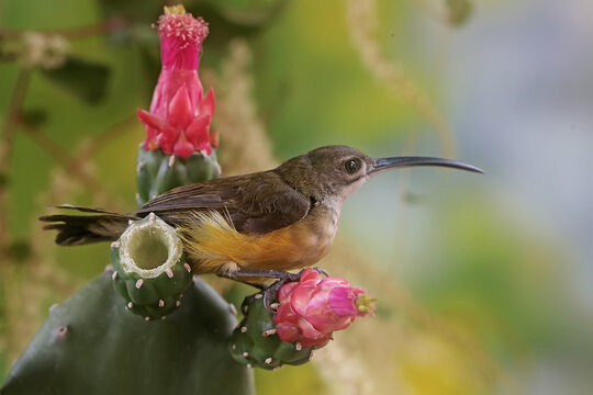 A little spiderhunter is looking for nectar in a wild cactus flower. This small bird has the scientific name Arachnothera longirostra.