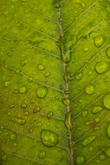 Close up view of a vibrant green Plumeria leaf with water droplets