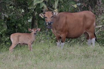 A mother Javanese cow is guarding her calf from predators. This mammal has the scientific name Bos javanicus.