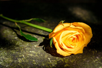 yellow rose on the ground. rose on the street illuminated by a ray of sunlight. living nature. yellow rose blooming in garden. gift of love. 