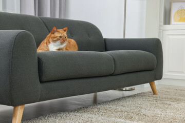 Cute ginger cat lying on sofa at home. Space for text