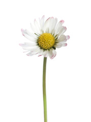 Beautiful bellis perennis (daisy) flower isolated on white
