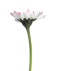 Beautiful bellis perennis (daisy) flower isolated on white © New Africa
