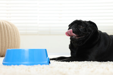 Cute Pug dog eating from plastic bowl in room, space for text