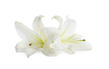 Fototapeta na wymiar Beautiful fresh lily flowers isolated on white