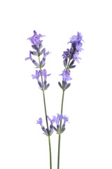 Obraz premium Beautiful blooming lavender flowers isolated on white