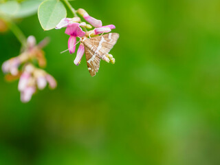 小さい蝶が小さい花の蜜を吸う