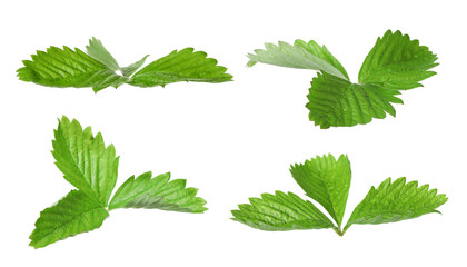 Set with bright green wild strawberry leaves isolated on white