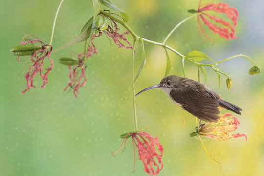 A little spiderhunter is looking for nectar in a wild flame lily flower. This small bird has the scientific name Arachnothera longirostra.