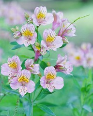 後ろボケ美しいのアルストロメリアの花