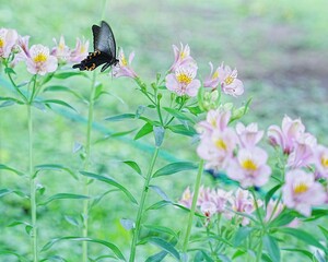 前ボケ後ろボケ美しいのアルストロメリアの花と蝶々