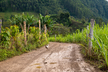 Fototapeta na wymiar Mother Hen Walks in a Mud Trail with Fences in the Countryside