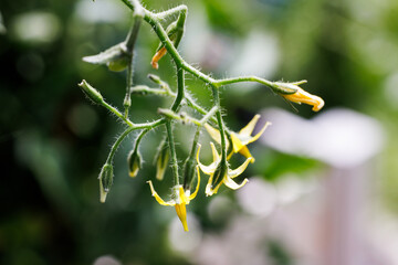 macro photo of yellow tomato flowers
