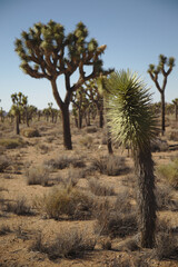 Joshua Tree National Park