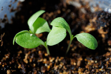 macro photo of arugula sprouts