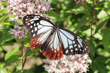 フジバカマで吸蜜するアサギマダラ