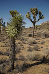 Joshua Tree National Park