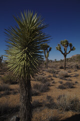 Joshua Tree National Park