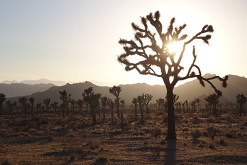 Joshua Tree at Sunset
