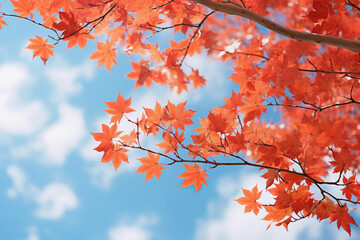 Red maple leaves on top of tree on blue sky background