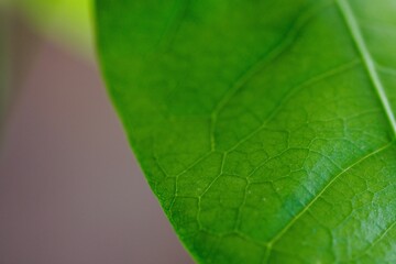 macro photo of a money tree leaf