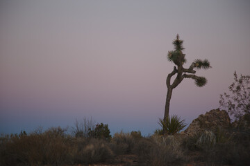 Joshua Tree at Sunset