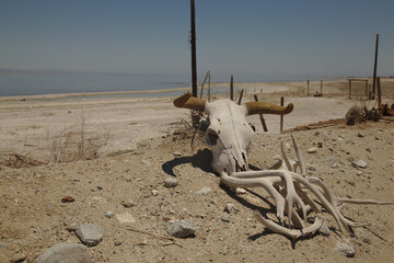 Skull at Salton Sea