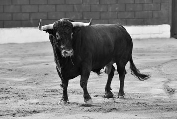 un toro bravo español en una plaza de toros