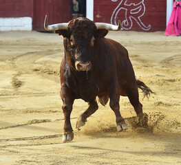 strong bull with big horns in spain