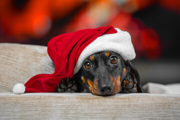 Adorable dachshund with cute expression in red Santa hat lies on cozy couch against garland background. Domestic dog patiently waits for celebration