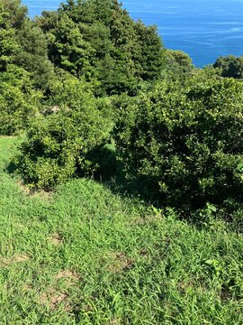 【小田原】相模湾のミカン畑の風景