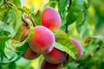 Peach tree with ripe peaches in orchard