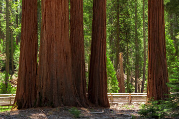 Mariposa Grove of Giant Sequoias, Yosemite National Park, California USA