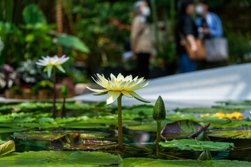 凛と咲く満開の淡い黄色のスイレン