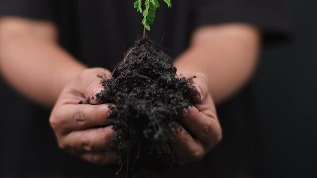 Hands holding young green plant. Small plants on the ground in spring. New life care, watering young plants on black background. The concept of planting trees and saving the world.