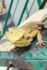 Closeup portrait of bearded dragon with yellow spiked skin. Exotic pet. Selective focus on head.