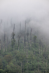 mountain fog