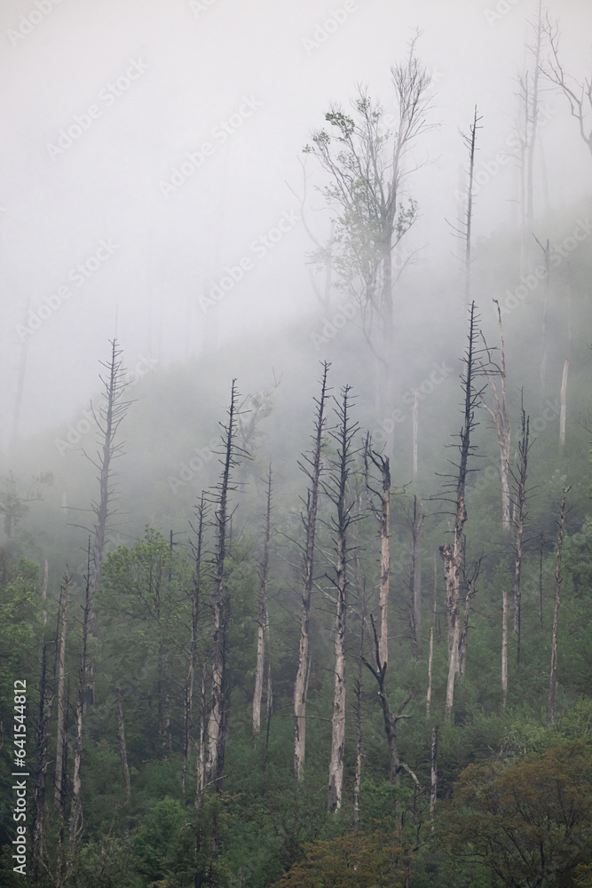 Wall mural mountain fog