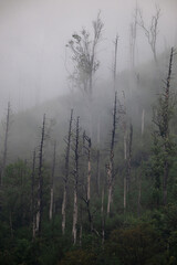 Fototapeta na wymiar mountain fog