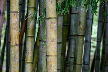 bamboo