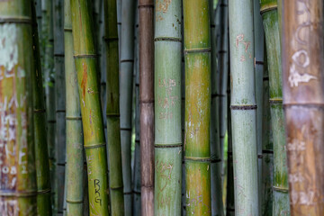 bamboo