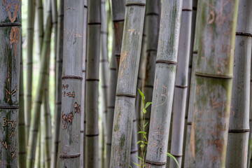 bamboo