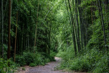 bamboo