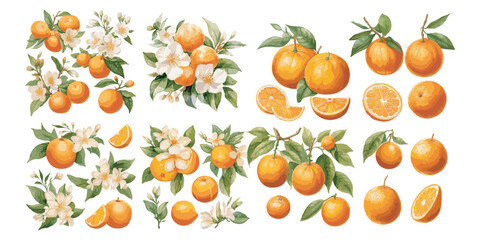 watercolor orange fruit clipart for graphic resources - obrazy, fototapety, plakaty