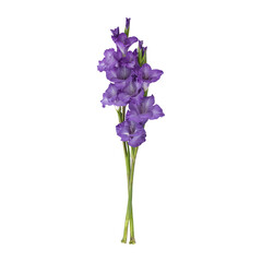 Purple gladiolus flower stems isolated on transparent background	