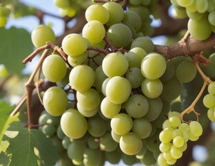 bunch of grapes hanging on trees 