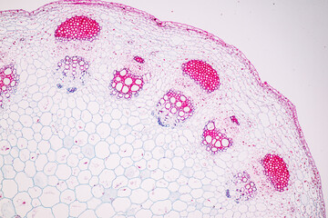 The study of plant tissues under the microscope in the laboratory.